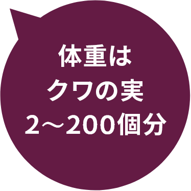 体重はクワの実2〜200個分