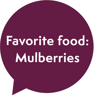 Favorite food: Mulberries