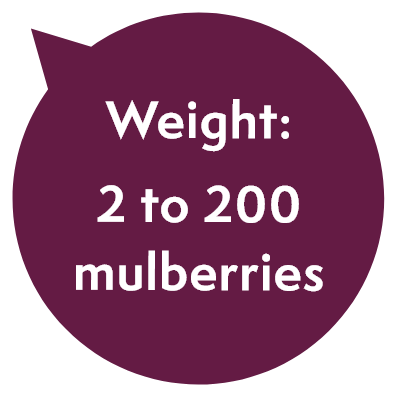 Weight: 2 to 200 mulberries